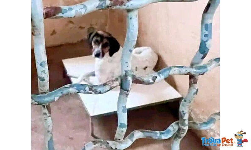 Twist Accalappiato!vagava in Cerca di Cibo - Foto n. 6