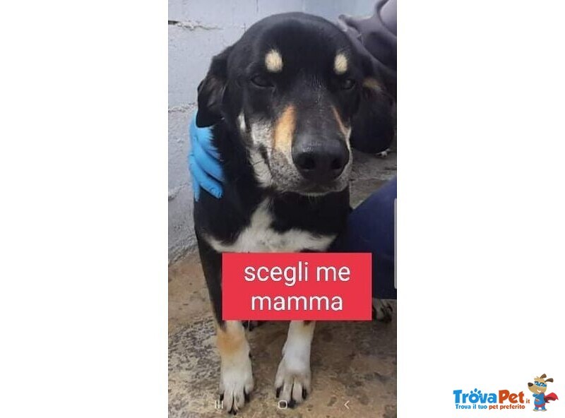 Liam 3-4anni Dolcissimo Patatone! tg Media - Foto n. 1