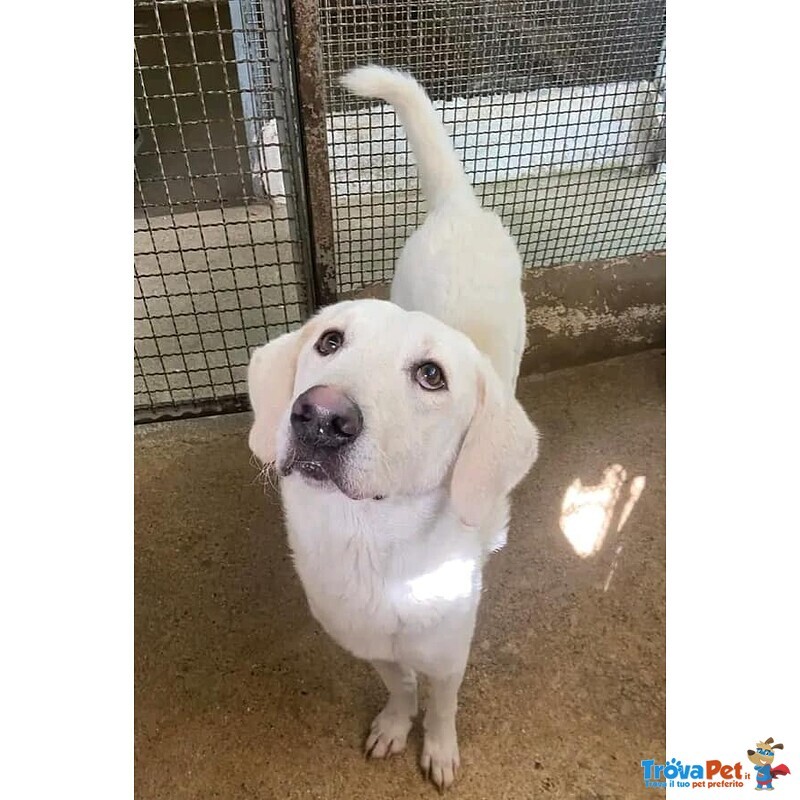 Lerry Determinato tg Mediogrande - Foto n. 1