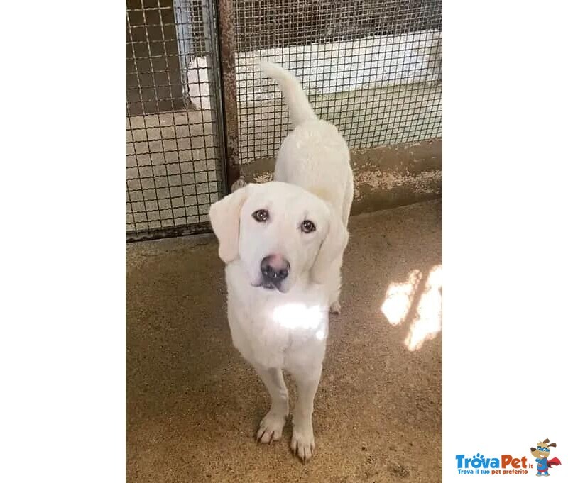 Lerry Determinato tg Mediogrande - Foto n. 3