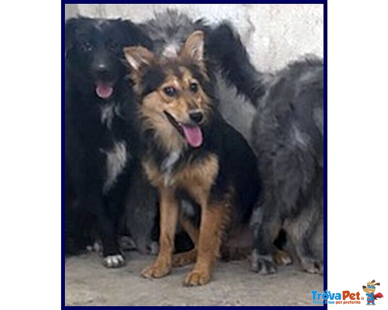 Danubio Timido Lupacchiotto - Foto n. 3