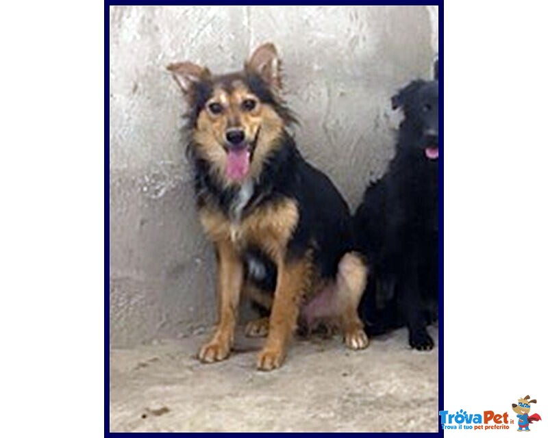 Danubio Timido Lupacchiotto - Foto n. 5