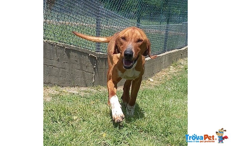 Poldo Affettuoso,timido con gli Estranei! 5-6anni - Foto n. 1