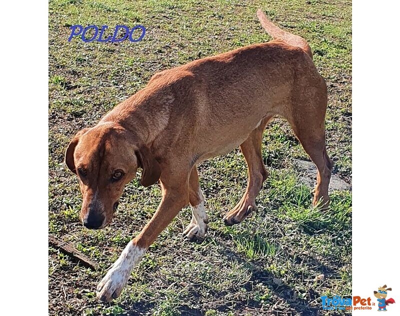 Poldo Affettuoso,timido con gli Estranei! 5-6anni - Foto n. 3