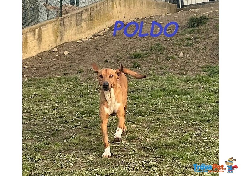 Poldo Affettuoso,timido con gli Estranei! 5-6anni - Foto n. 6