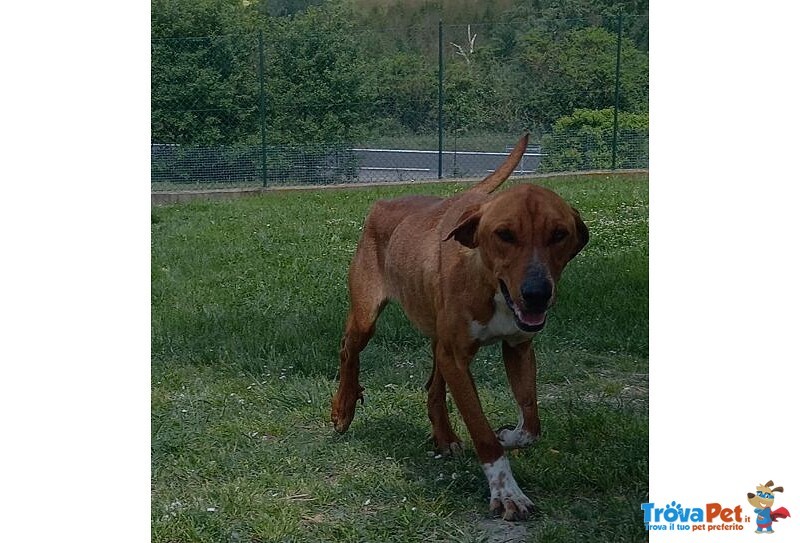 Poldo Affettuoso,timido con gli Estranei! 5-6anni - Foto n. 7