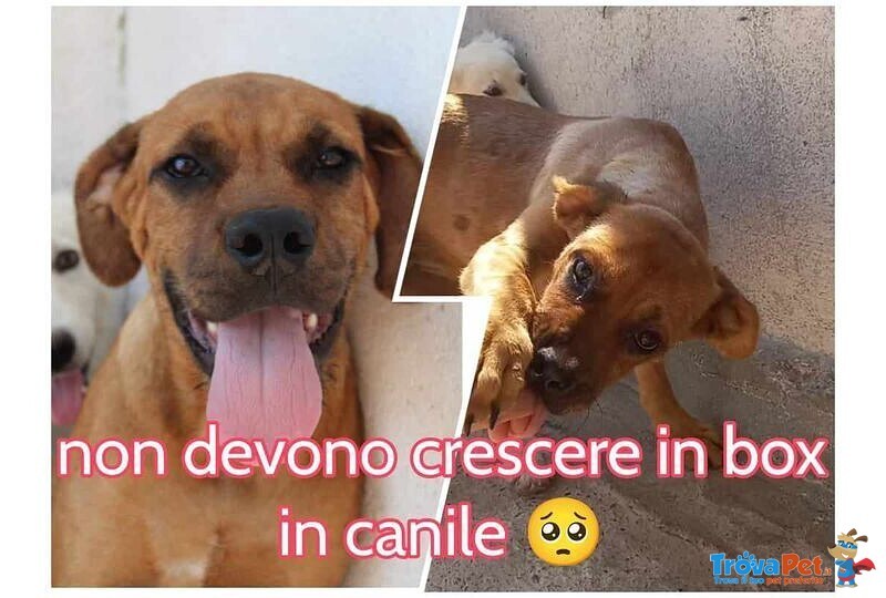 Lisa Giovane Timidina ma Buona! - Foto n. 2