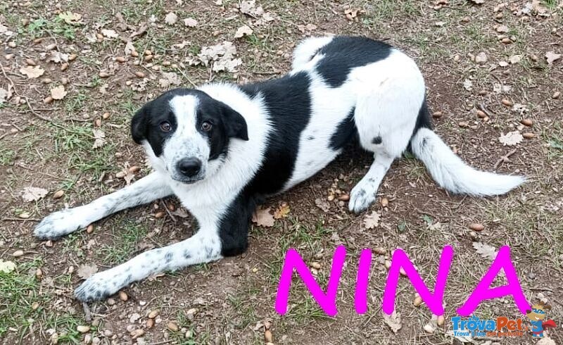 Nina e Stella Giovani e Dolcissime - Foto n. 3