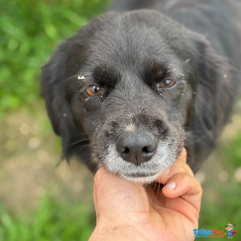 Molly Dolce Cagnolina Taglia Medio Piccola Cerca casa - in Adozione - Foto n. 2