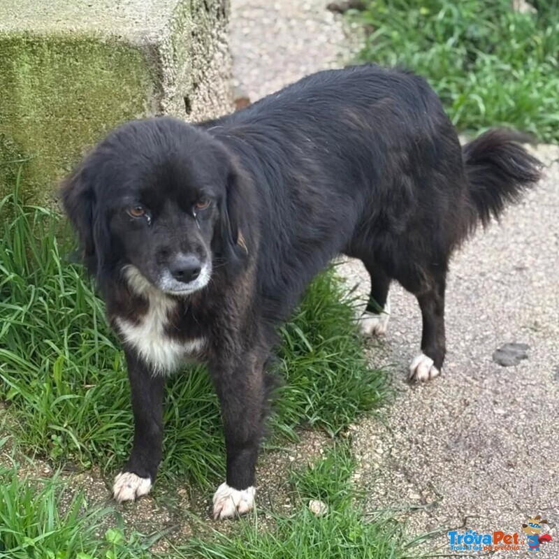 Molly Dolce Cagnolina Taglia Medio Piccola Cerca casa - in Adozione - Foto n. 3