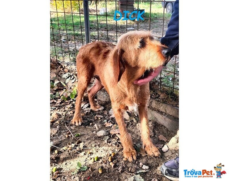 Dick 6anni Senza più una Casa - Foto n. 1