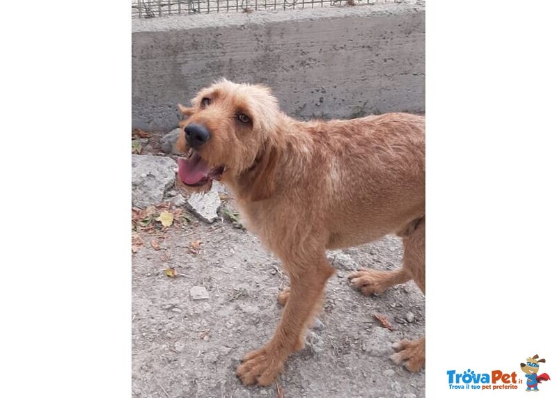 Dick 6anni Senza più una Casa - Foto n. 5