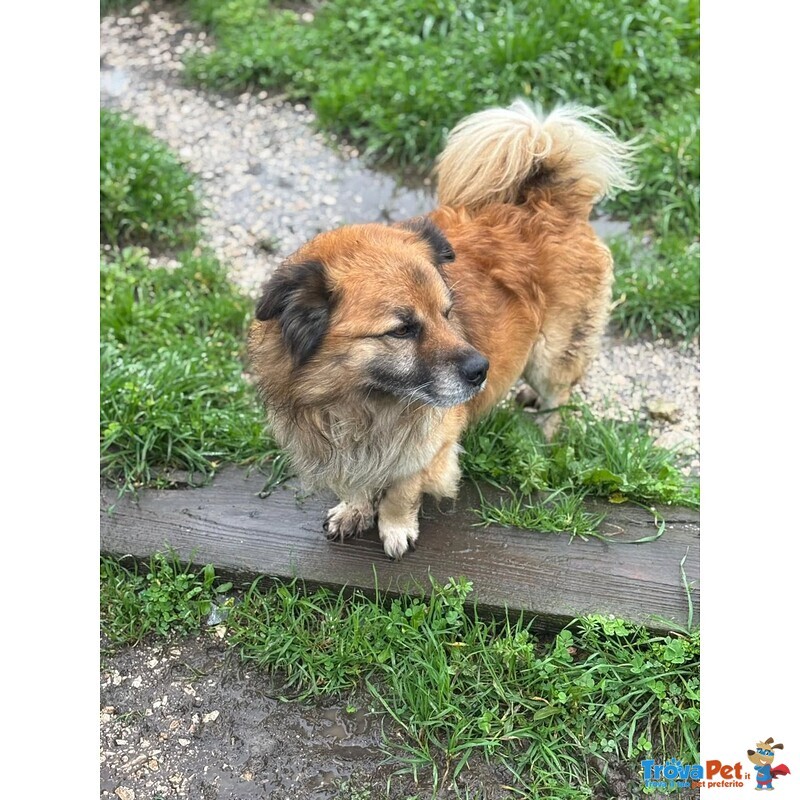 Luciano 4 anni Dolce e Simpatico Cerca casa - in Adozione - Foto n. 2