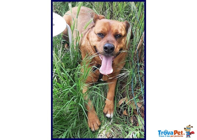 Josef 7anni Patatone Dolcissimo! 25kg - Foto n. 1