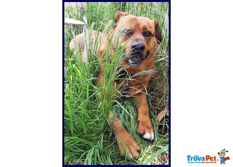 Josef 7anni Patatone Dolcissimo! 25kg - Foto n. 5