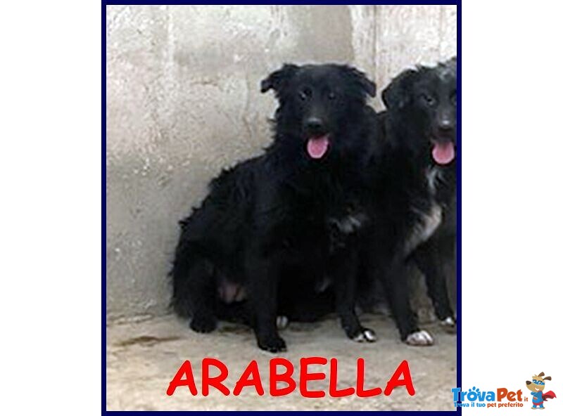 Arabella una Bella Timidina - Foto n. 1