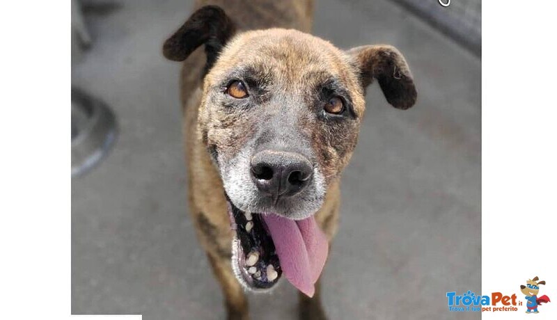 Balu' sui 6anni Buono con Tutti-Nonostante Tutto 15kg - Foto n. 2