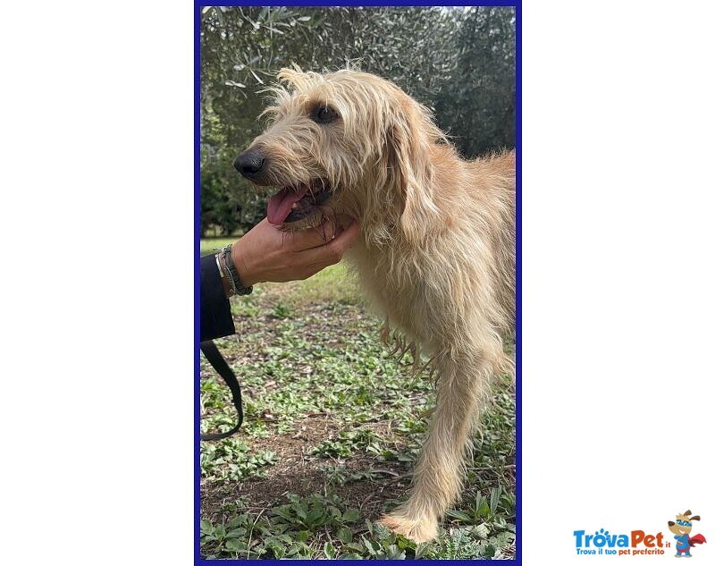 Giacomo 4anni è Pronto per una Famiglia - Foto n. 3