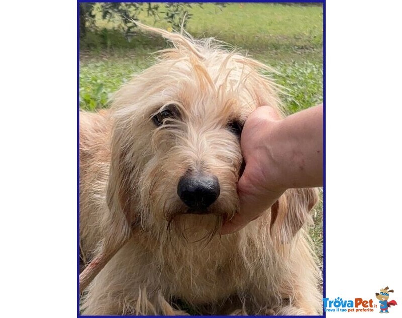 Giacomo 4anni è Pronto per una Famiglia - Foto n. 4