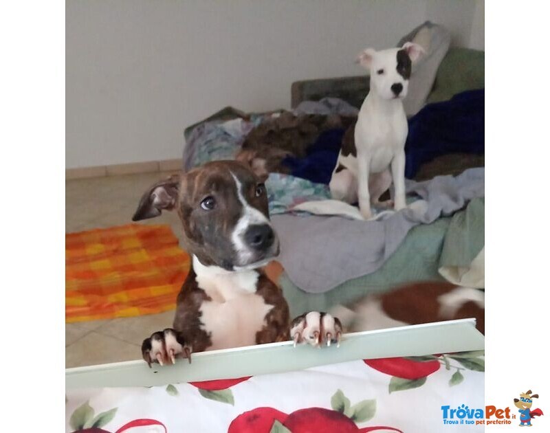 Cuccioloni ben Socializzati - Foto n. 1