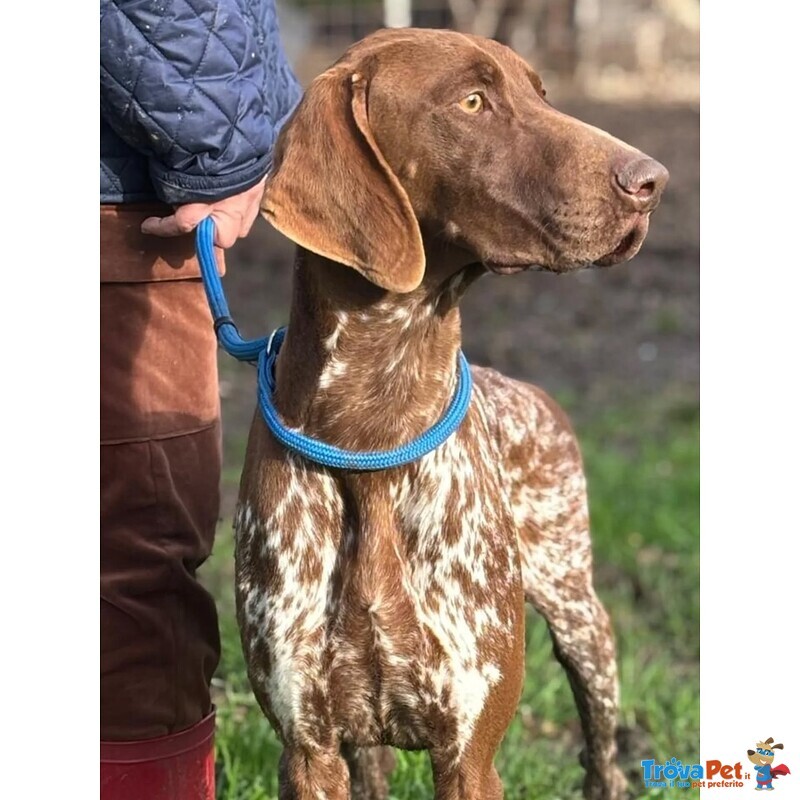 Alberto Bracco Tedesco puro Cerca Casa - Foto n. 3