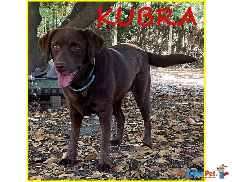 Kubra Dolcissima Labador Cieca - Foto n. 1