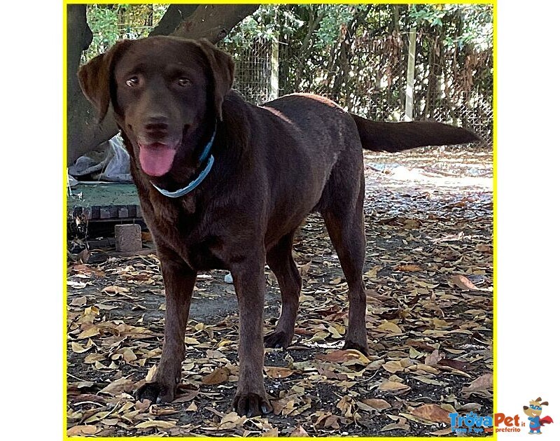 Kubra Dolcissima Labador Cieca - Foto n. 4