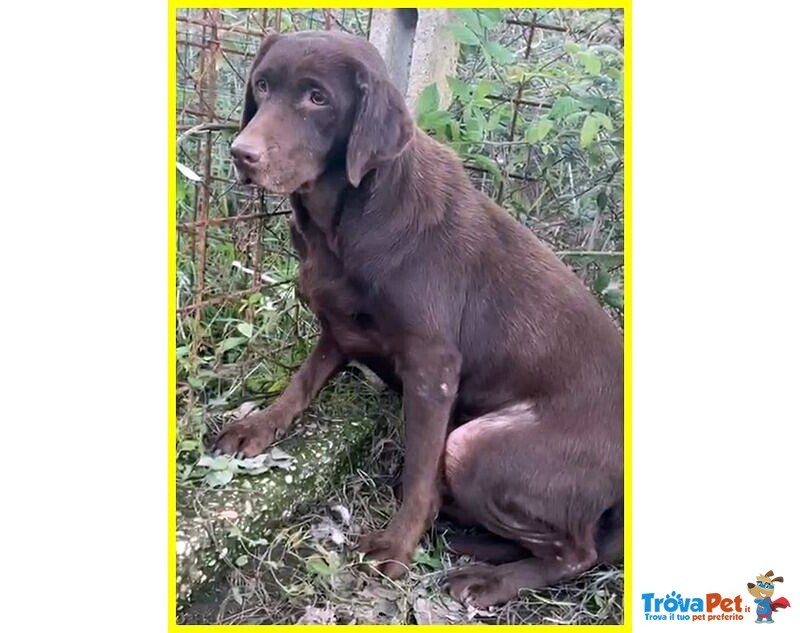 Kubra Dolcissima Labador Cieca - Foto n. 5