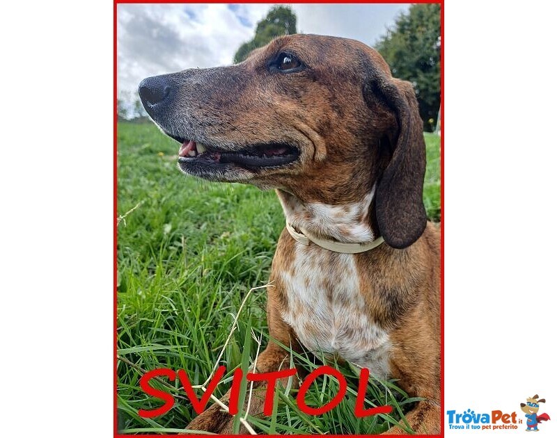 Svitol 5anni Dolcissima e Vivace - Foto n. 1