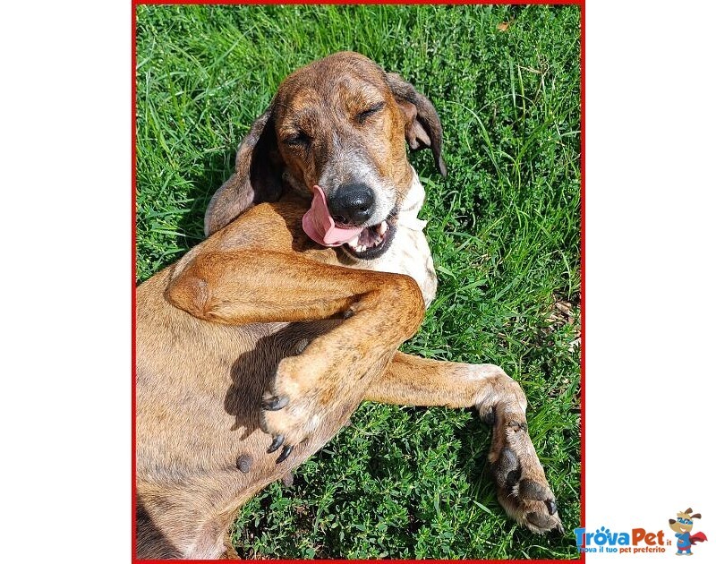 Svitol 5anni Dolcissima e Vivace - Foto n. 2