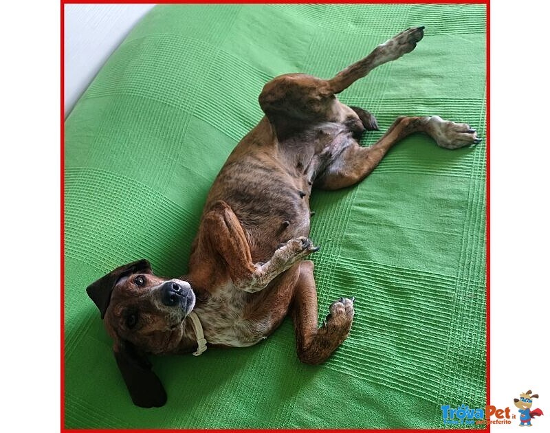 Svitol 5anni Dolcissima e Vivace - Foto n. 5