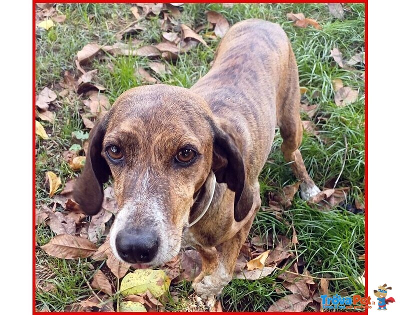 Svitol 5anni Dolcissima e Vivace - Foto n. 6