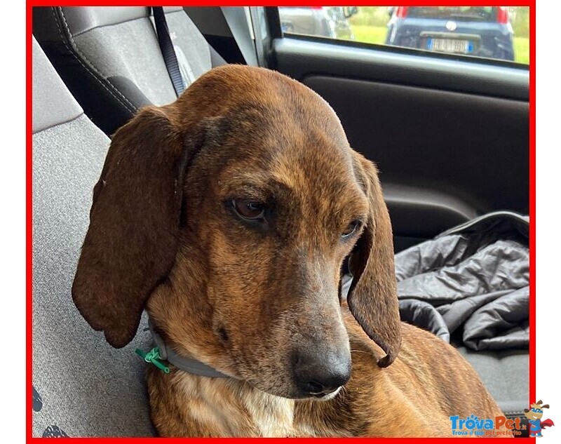 Svitol 5anni Dolcissima e Vivace - Foto n. 8