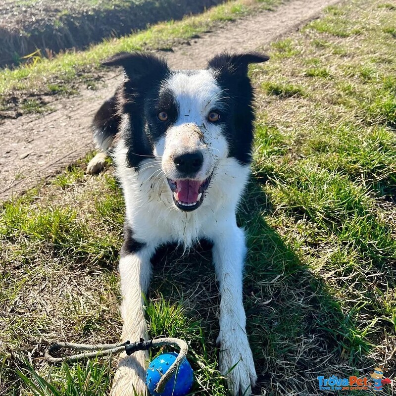 Yago Dolcissimo Border Collie 4 anni Cerca Casa - Foto n. 3