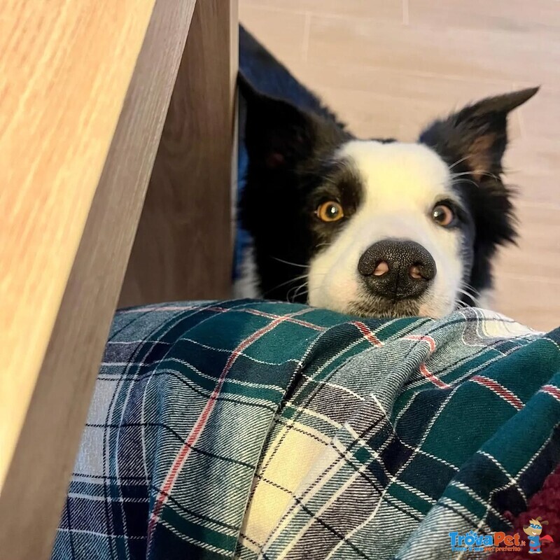 Yago Dolcissimo Border Collie 4 anni Cerca Casa - Foto n. 4