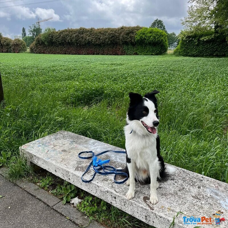 Yago Dolcissimo Border Collie 4 anni Cerca Casa - Foto n. 5