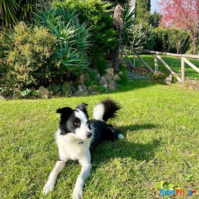 Yago Dolcissimo Border Collie 4 anni Cerca Casa - Foto n. 6