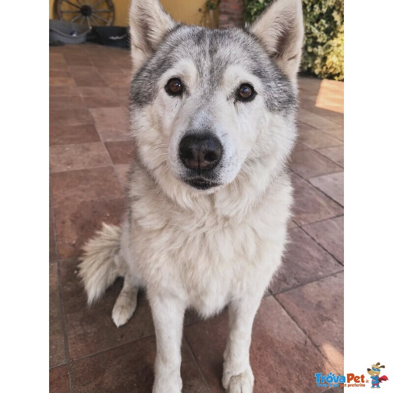 Kuma Dolce Cagnolina 12 anni Cerca casa - Adozione del Cuore - Foto n. 2