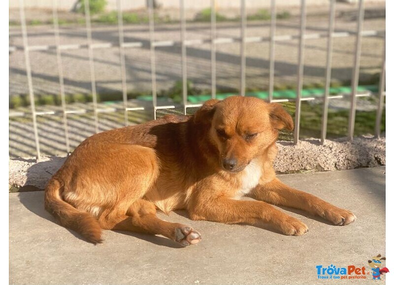 Rose Dolce Piccoletta - Foto n. 2