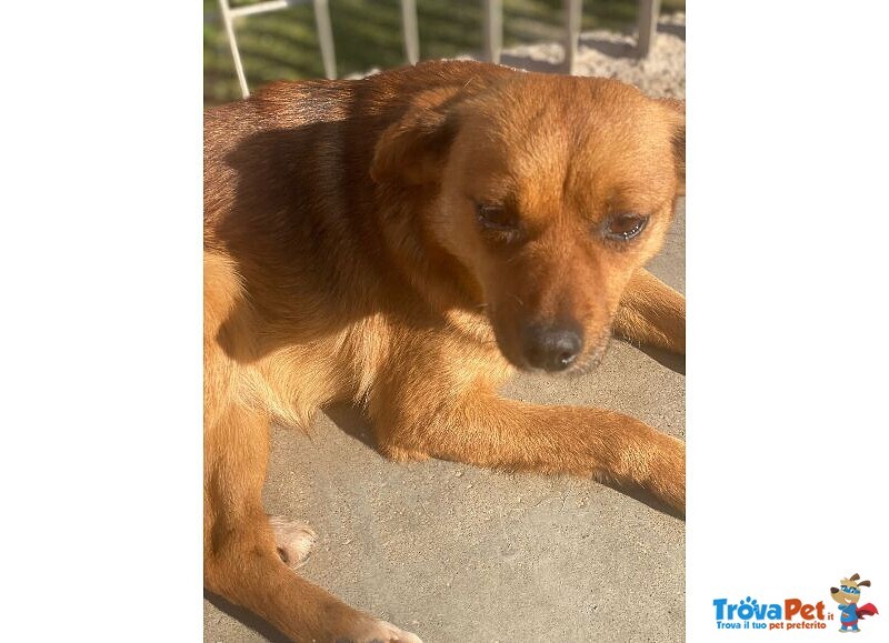 Rose Dolce Piccoletta - Foto n. 3