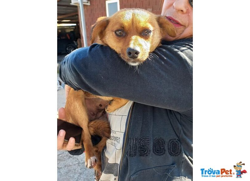 Rose Dolce Piccoletta - Foto n. 4