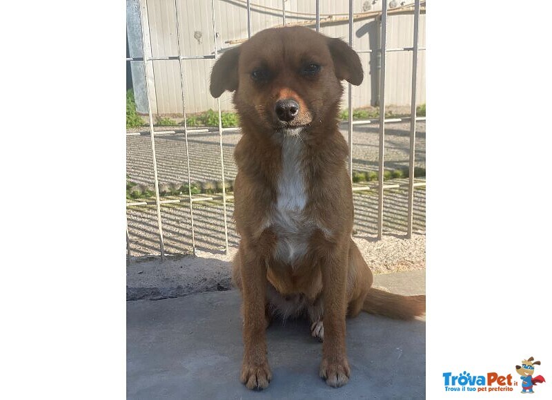 Rose Dolce Piccoletta - Foto n. 5