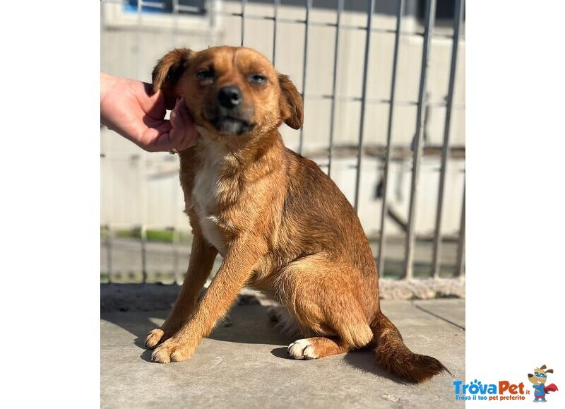 Rose Dolce Piccoletta - Foto n. 6