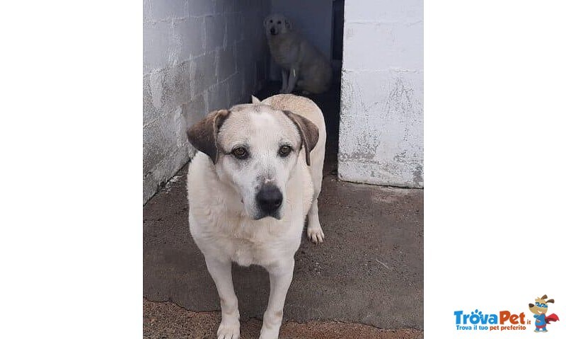 Baldo Nonnino che Spera Tanto lo Stesso! - Foto n. 1