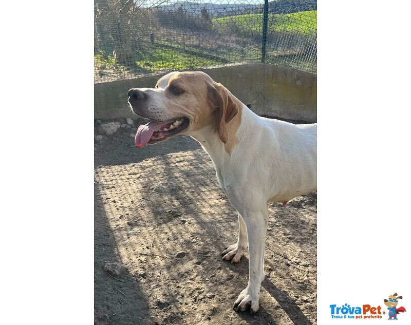 Amanda 5anni Pointer Dolcissima - Foto n. 1