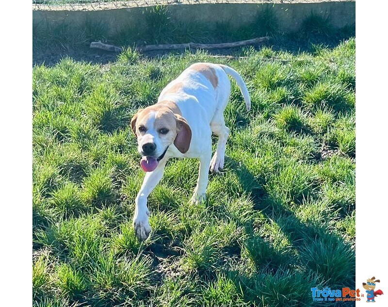 Amanda 5anni Pointer Dolcissima - Foto n. 2