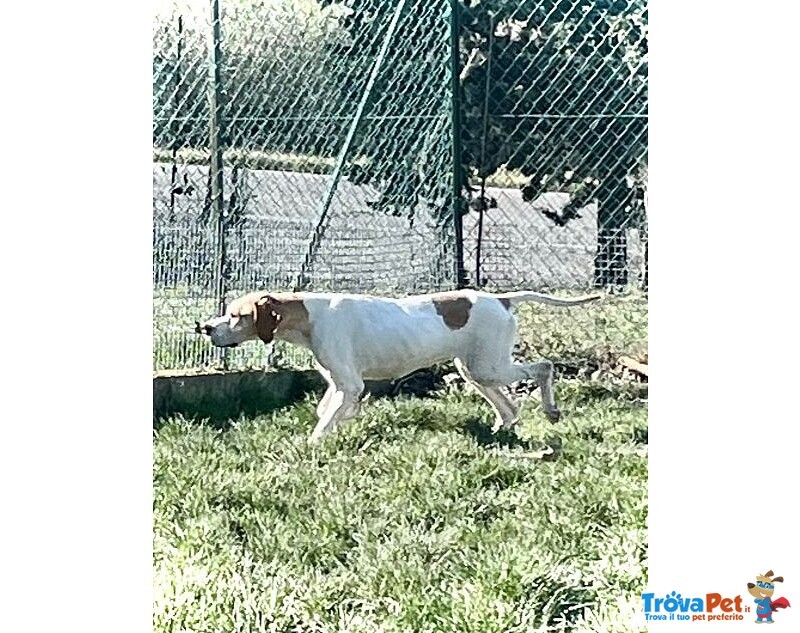 Amanda 5anni Pointer Dolcissima - Foto n. 4