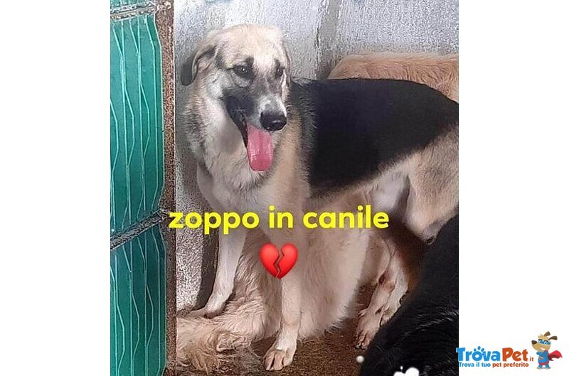 Rambo sui 5anni Investito e Lasciato Lì.... - Foto n. 1