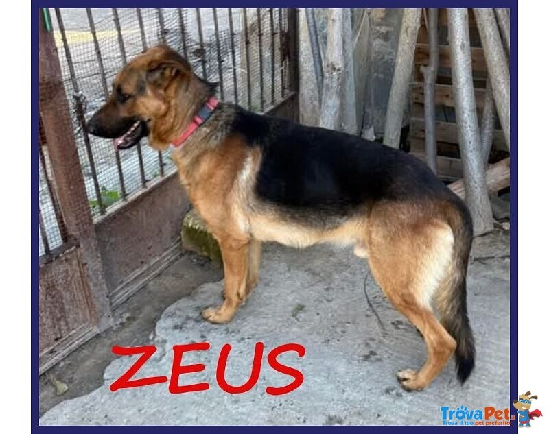 Zeus 3anni Bravo Past.ted, Gettato Dall'auto! - Foto n. 1