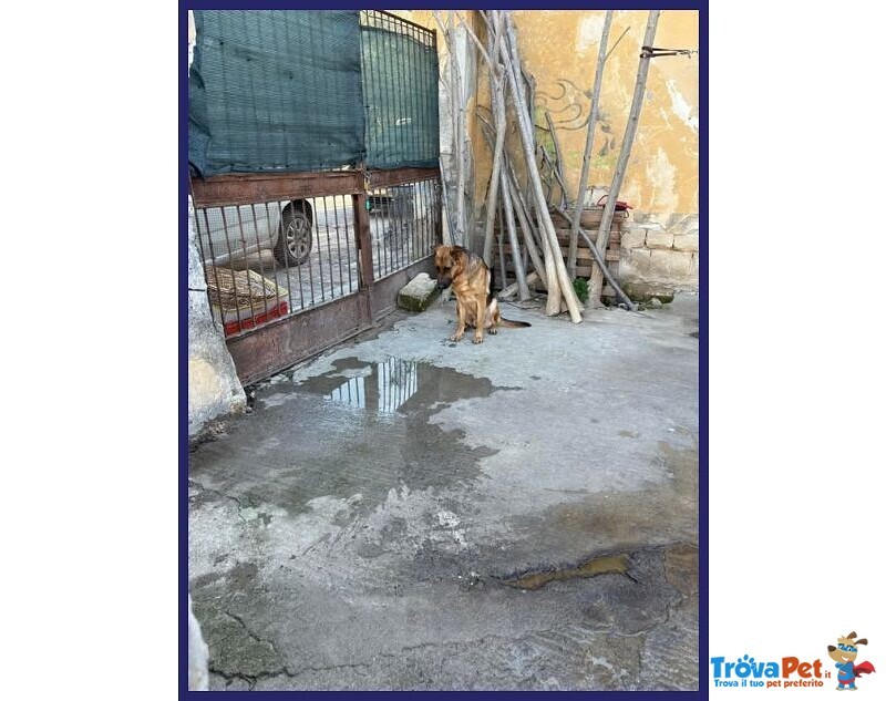 Zeus 3anni Bravo Past.ted, Gettato Dall'auto! - Foto n. 3